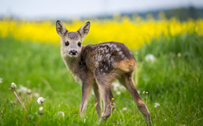 Bambi